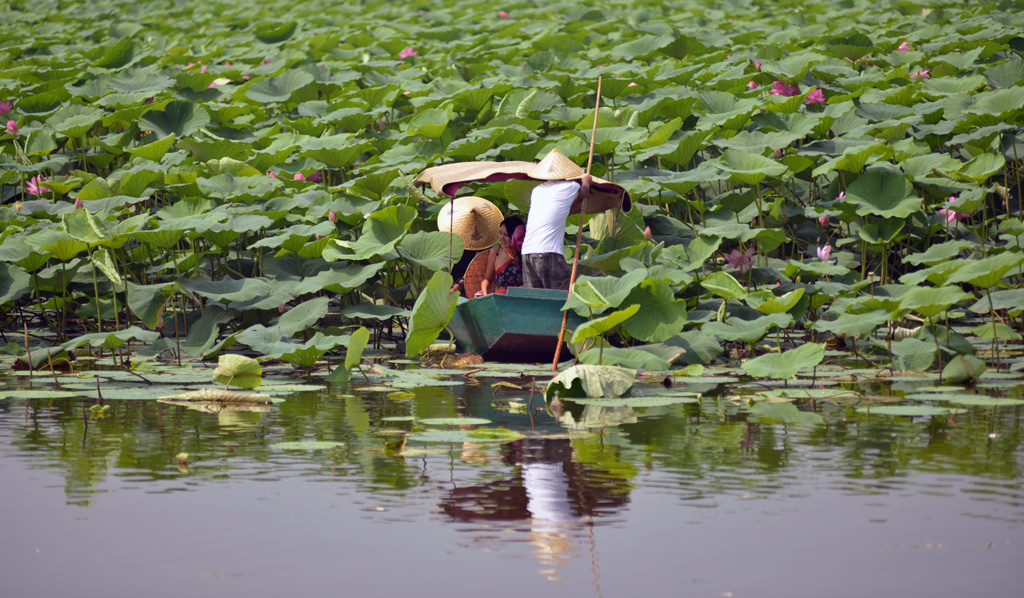 d800-荷花节07.jpg14.jpg