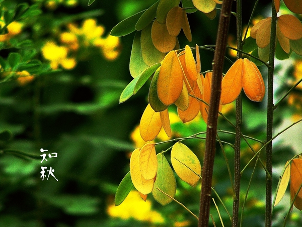 知秋_副本.jpg