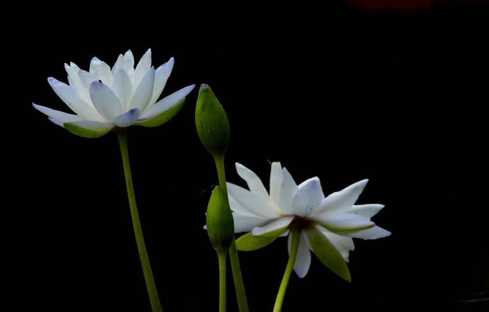 DSC_3710.jpg
