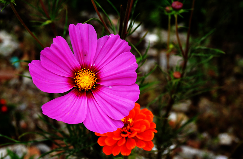 DSC03258_副本.jpg