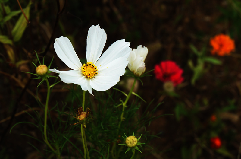 DSC03288_副本.jpg