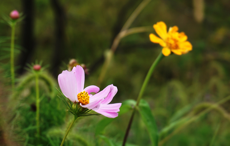 DSC03290_副本.jpg
