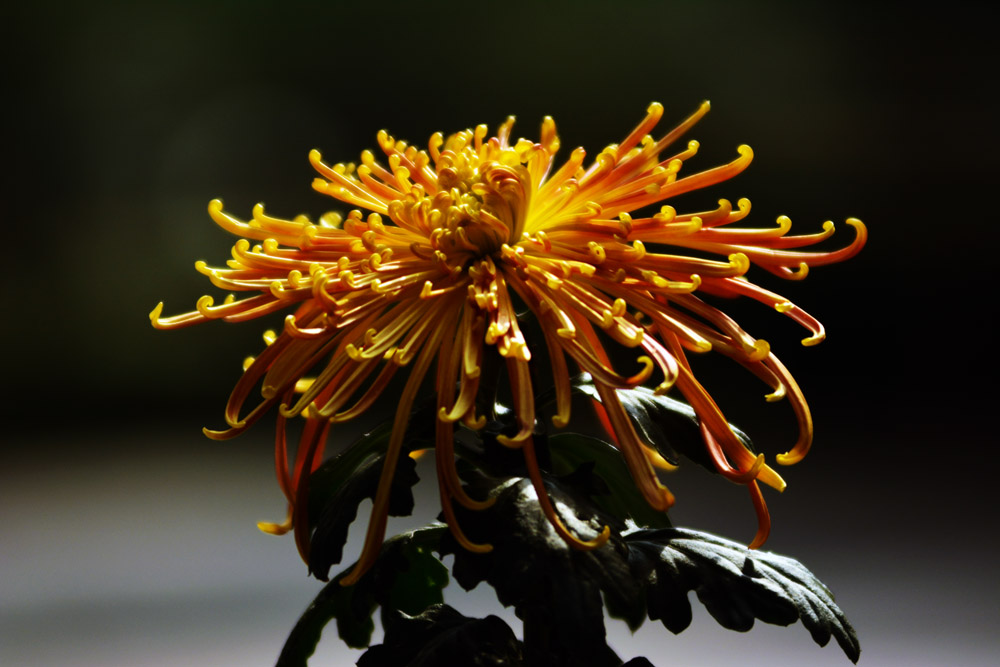 DSC_5099.jpg