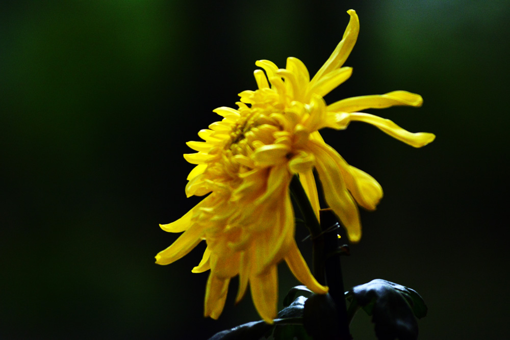 DSC_5108.jpg