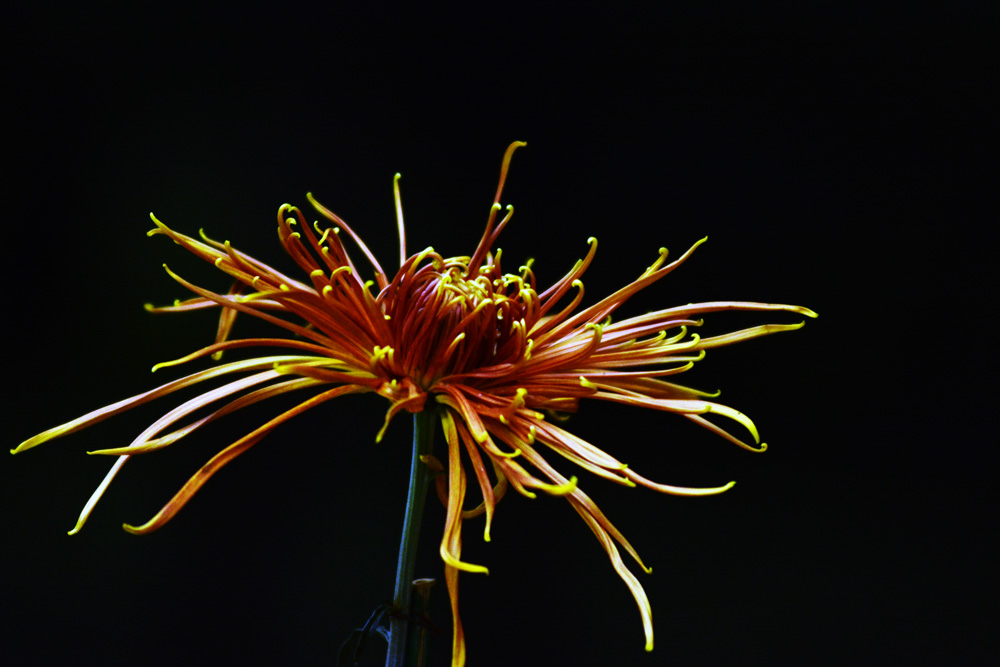 DSC_5109.jpg