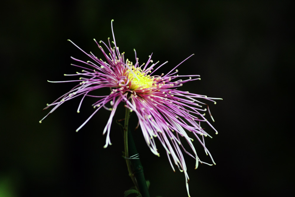 DSC_5125.jpg