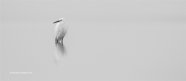 SIEP 铜牌 《Little Egret》  Georgina Steytler 澳大利亚.jpg