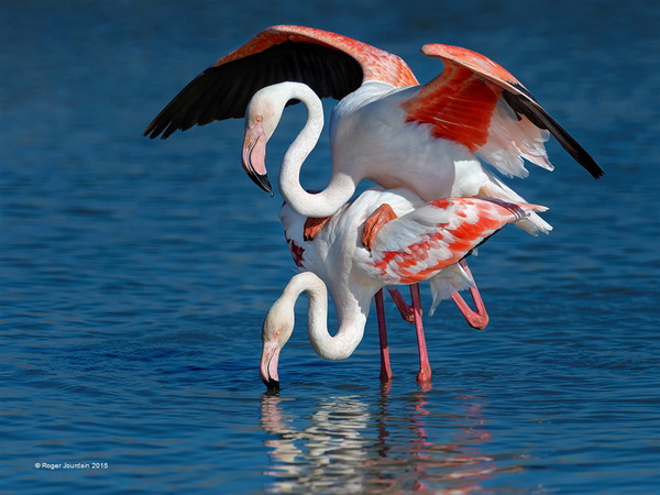 FIAP 金牌  《Mating Pink Flamingos 2015》 Roger Jourdain 法国.jpg