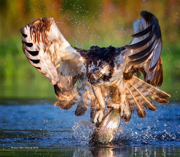 UPI 铜牌 《Osprey and Fish 2》 Koon Nam Cheung 香港.jpg