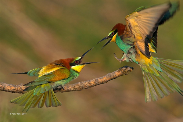 UPI 银牌 《Beak-Battle》  Peter Talos 匈牙利.jpg