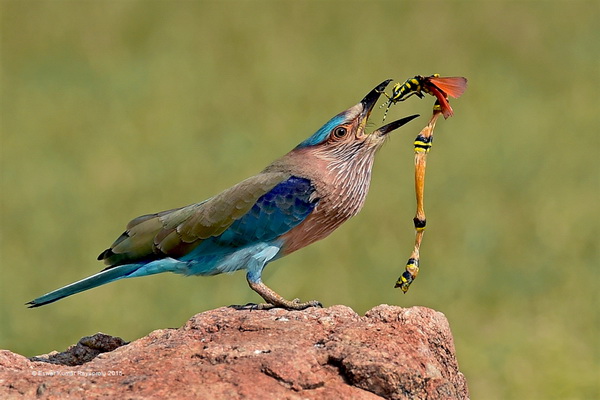 FIAP 金牌 《Rejoicing Indian Roller》 Eswar Kumar Rayaprolu 印度.jpg