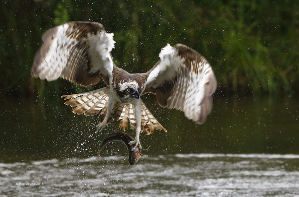 PSA 铜牌 《Osprey with Fish》 Bob Devine 英国.jpg