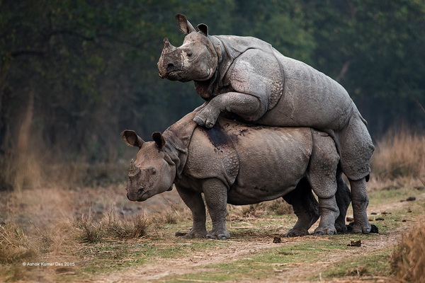 SIEP 铜牌 《Rhino Mating》  Ashok Kumar Das 印度.jpg