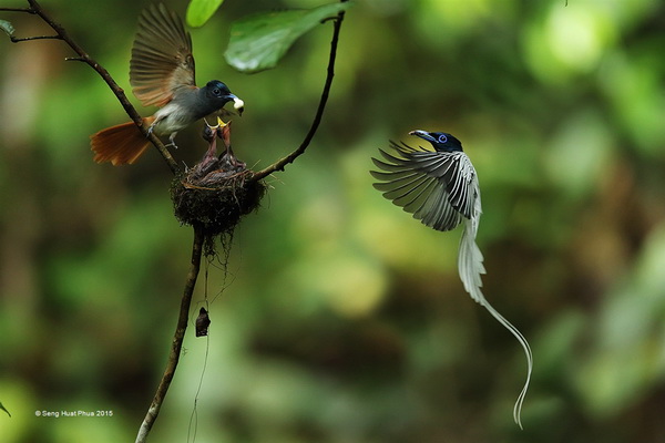 SIEP 银牌 《Feeding 3》  Seng Huat Phua 马来西亚.jpg