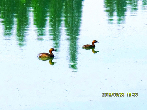 复件 IMG_8864_看图王_副本_副本.jpg