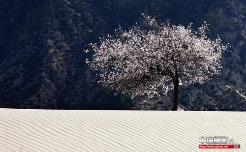 野桃佇立 欧阳祥山.png