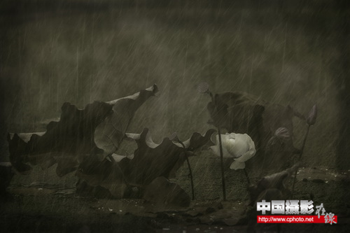 FSS优异丝带 雨荷 吴锦荣.png