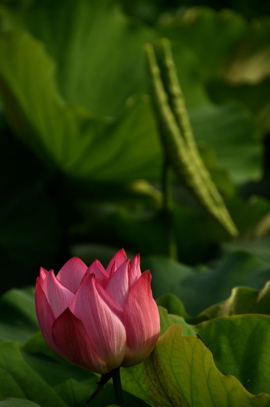 DSC_0220_副本.jpg