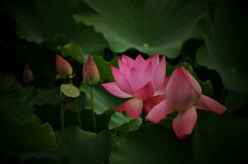 DSC_0100_副本.jpg