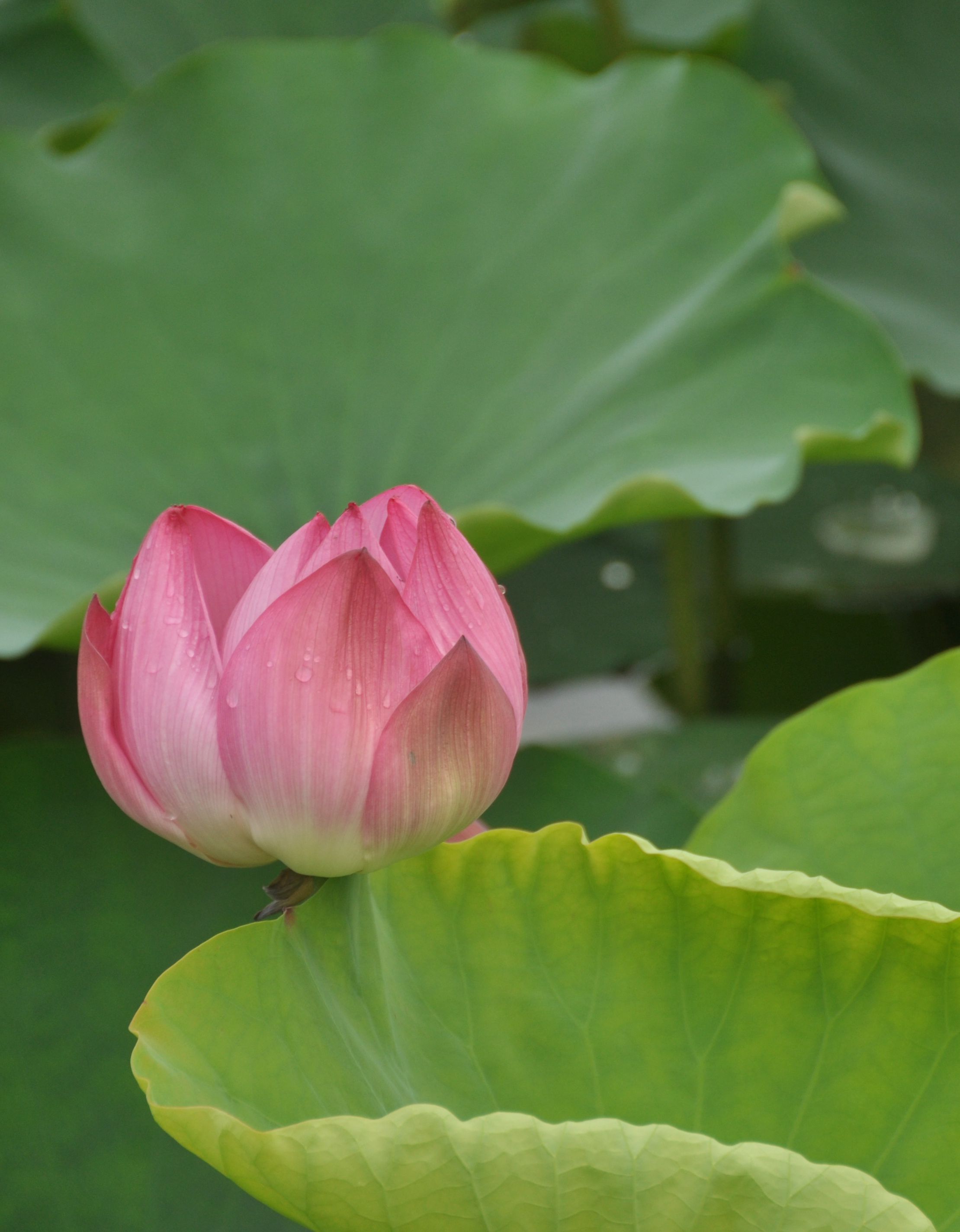 DSC_0158_副本.jpg-1.jpg