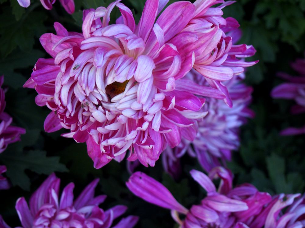 菊花1.jpg