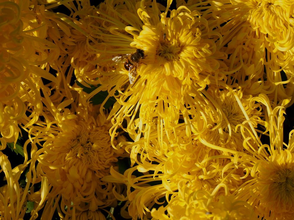 菊花2.jpg
