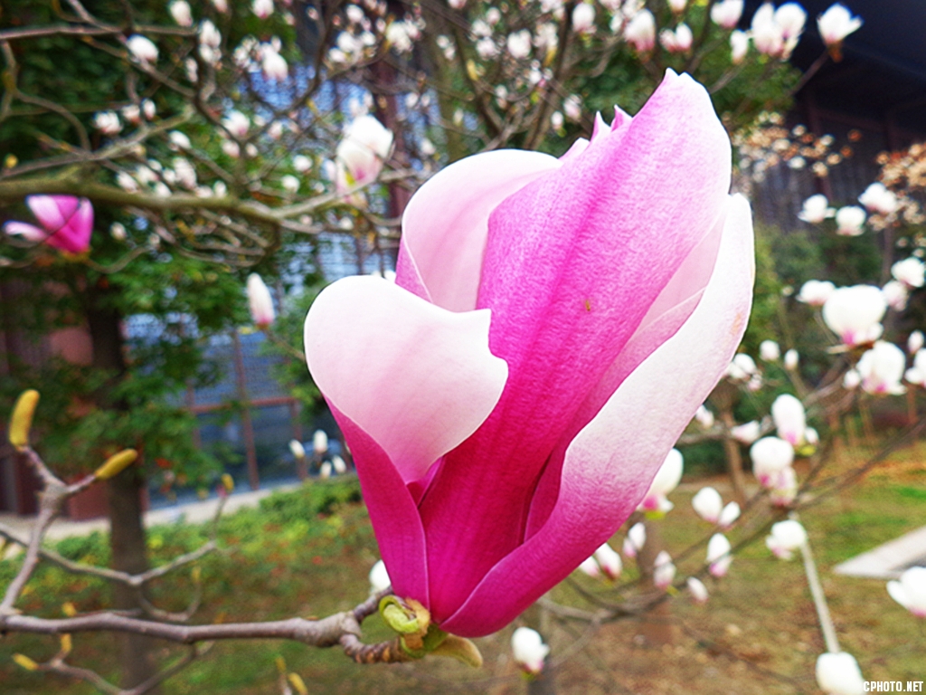 玉兰花开