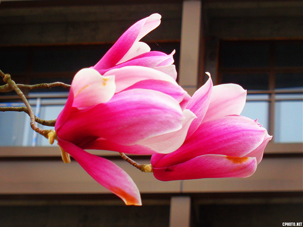 玉兰花开