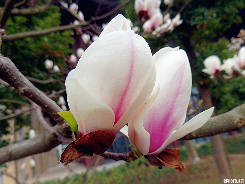 玉兰花开
