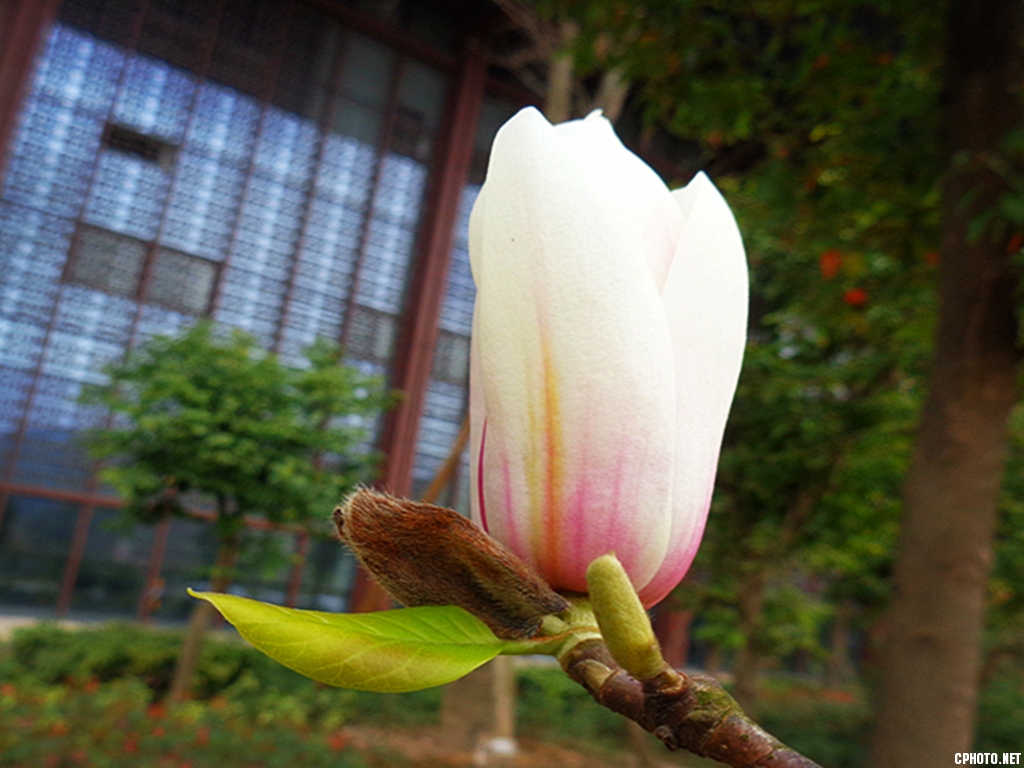 玉兰花开