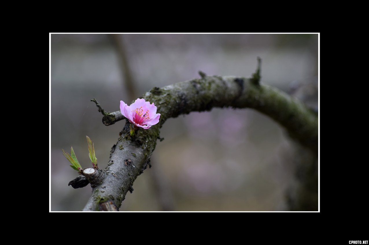 _DSC9565.jpg