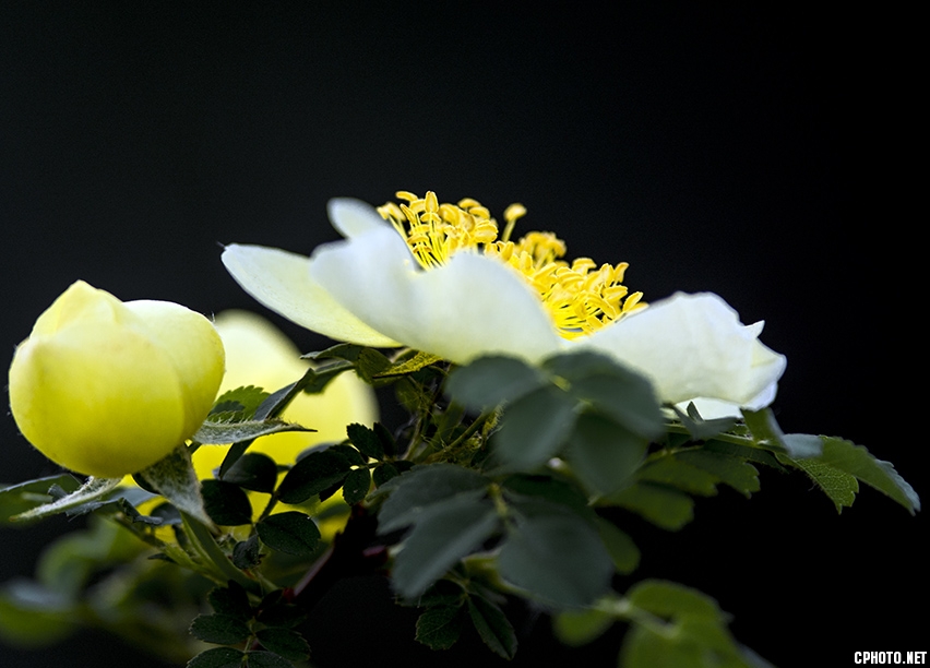 _FSC0306.jpg
