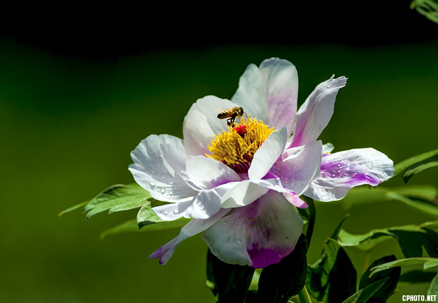 _FSC0864.jpg