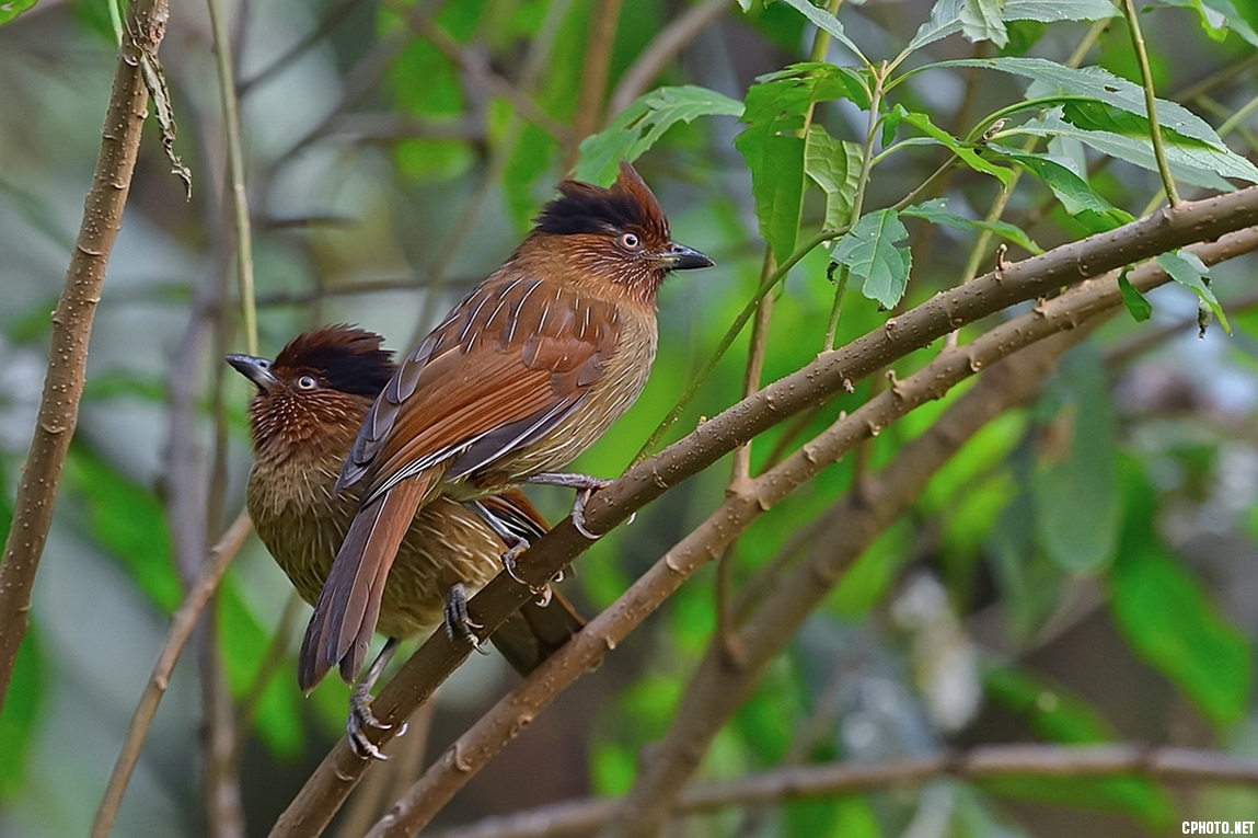 DSC9865a.jpg
