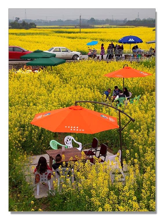 茶馆专辑6--6图-3《菜花环抱的茶园》四川喝茶文化--支箭-独创用摄影杆撑相机摄于成都远郊.JPG