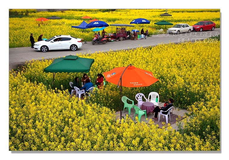 茶馆专辑6--6图-5《菜花环抱的茶园》四川喝茶文化--支箭-独创用摄影杆撑相机摄于成都远郊.JPG