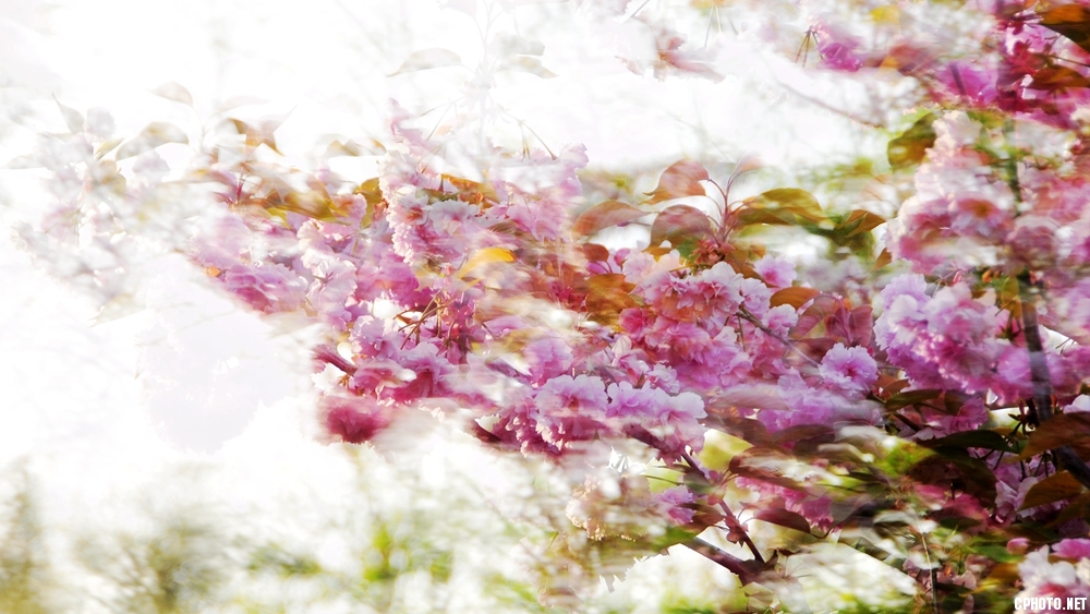 _JST3940_樱花时节.jpg
