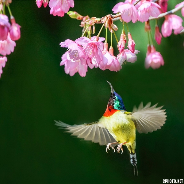《花鳥之戀》  攝影：黃綠汀_調整大小.jpg