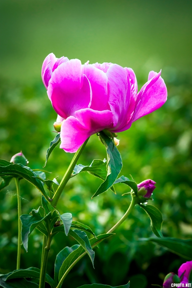_FSC2888_副本.jpg
