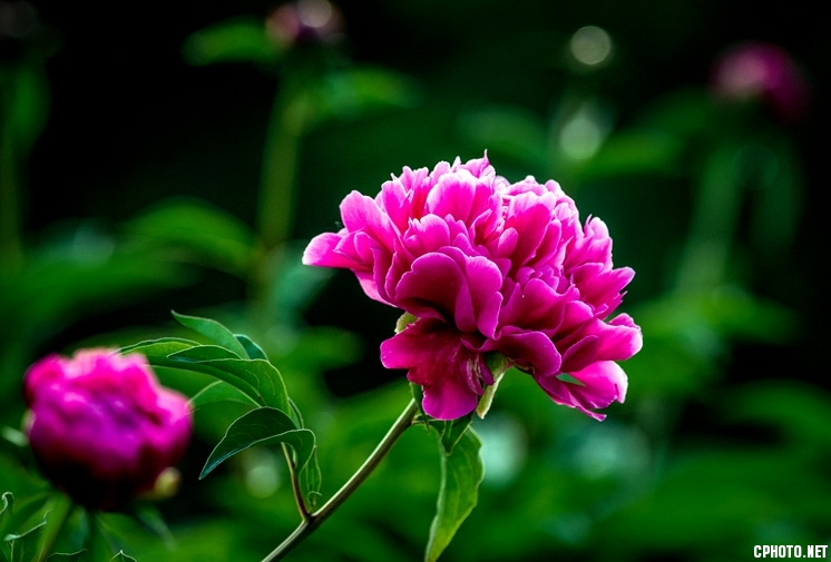_FSC2983_副本.jpg