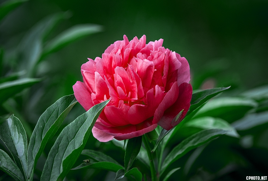 _FSC3165.jpg