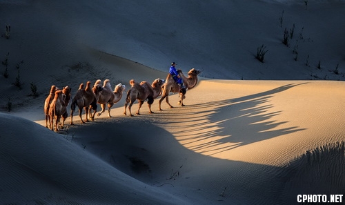 camel shadow驼影_调整大小.jpg
