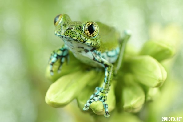 Alessio Cipollini (Italy) - FIAP Blue Ribbon (Section Nature).jpg