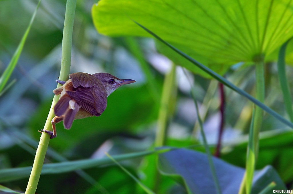 DSC_6716_副本_副本.jpg