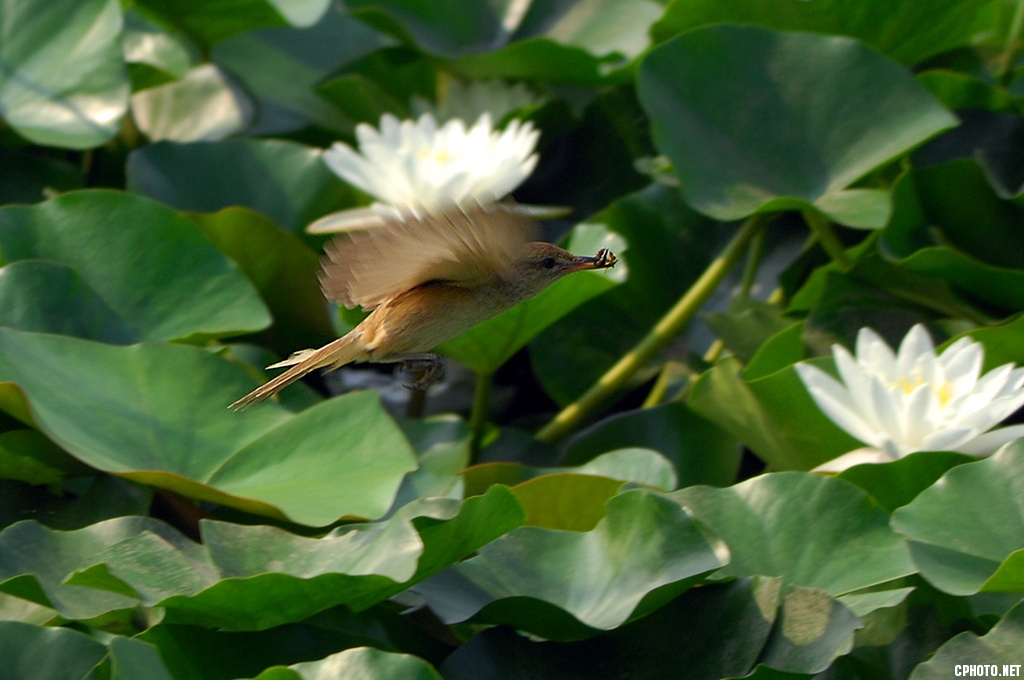 DSC_6787_副本.jpg