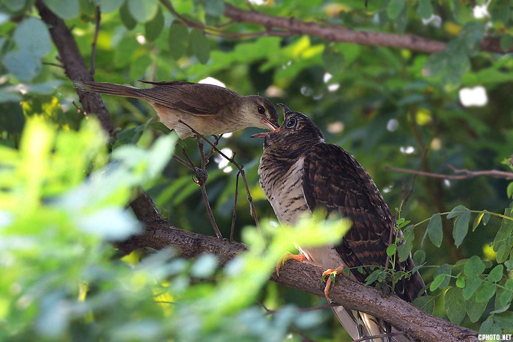 DSC_2934_副本_副本.jpg
