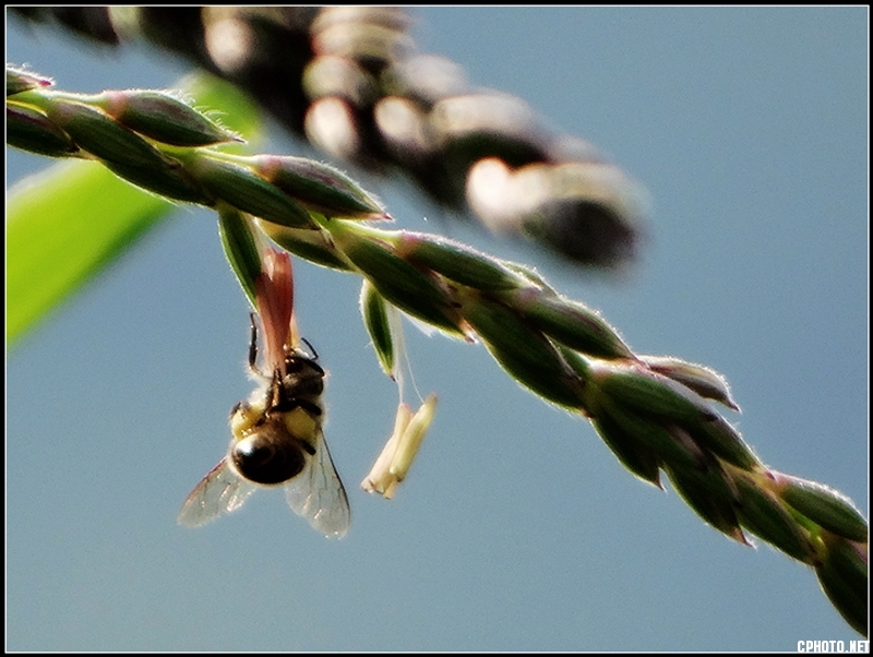 蜜蜂11.jpg