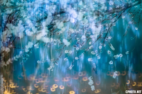 blossom 1.jpg