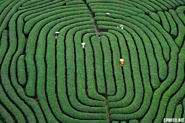 茶园韵律.JPG