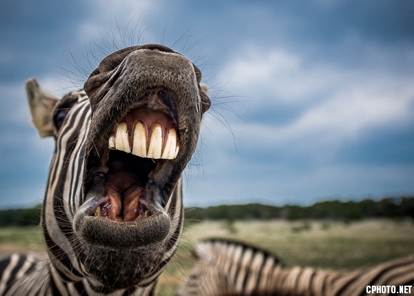 CEF BRONZE MEDAL-Zebra.jpg